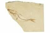 Cretaceous Fossil Fish - Lebanon #258854-1